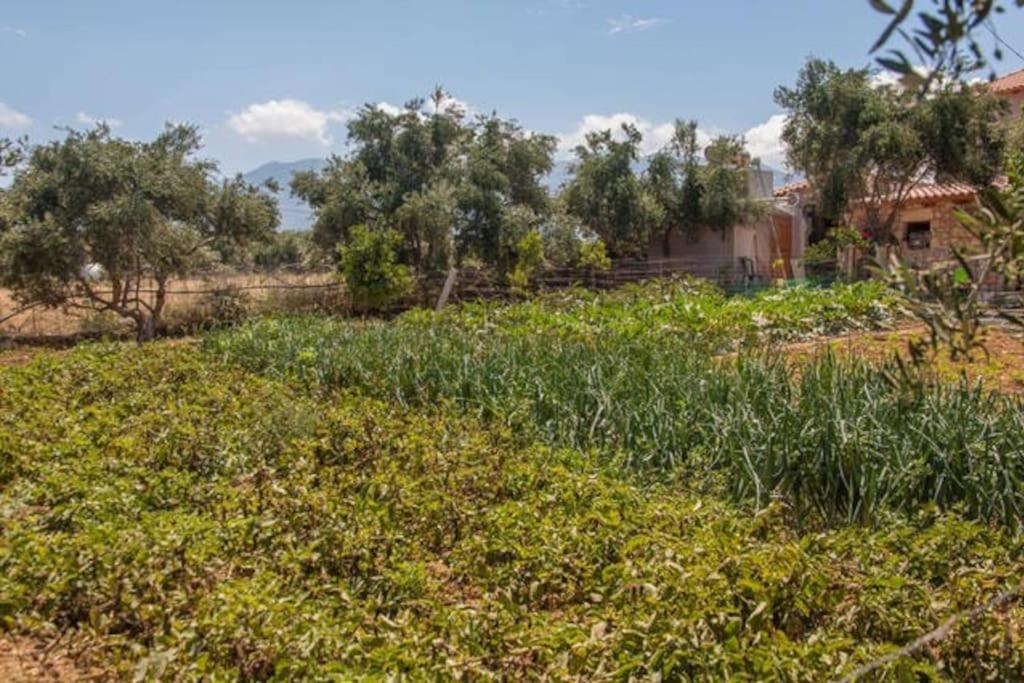 Olive Tree Farm 200M From The Beach Episkopi  Exterior photo