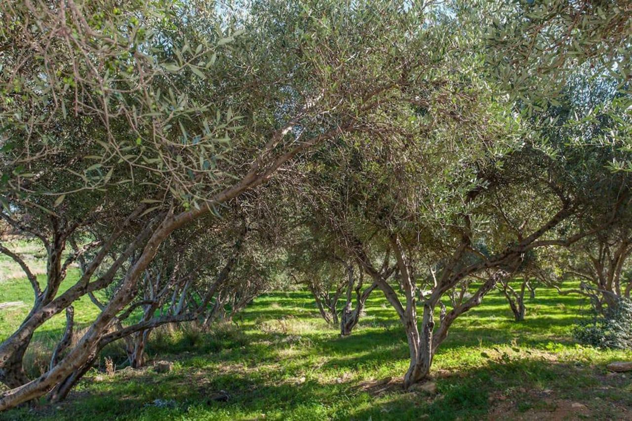 Olive Tree Farm 200M From The Beach Episkopi  Exterior photo